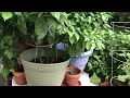 Carolina Reaper Pepper Growing Update For July 2024