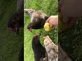 Lady velociraptors attack apple in slow motion