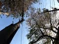 今日の桜坂　24/04/14