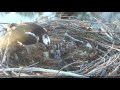 Hatching of Osprey Chick #4