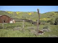 Carrizo Plain Wildflower Super Saiyan level Super Bloom April 2017