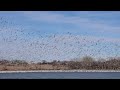 4k Snow Geese at BlueStem Lake in Nebraska. 3/1/2023