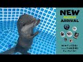 Otter Gets Farewell Blues When Owner Leaves