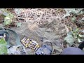 Moving Trail cams around looking for Vixen & cubs / Deer / UK