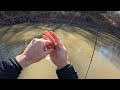 White Bass Run - Nueces River TX