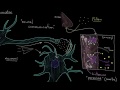 Cellular communication | Cells | MCAT | Khan Academy