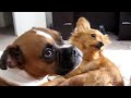 BOXER AND CHIHUAHUA BROTHERLY LOVE
