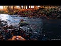 Relax with Autumn fall Stream Nature Sound | River Relaxation Meditation