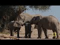 Desert (Full Episode) | Secrets of the Elephants | Executive Produced by James Cameron
