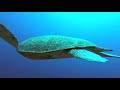 COME DIVE WITH ME IN THE PHILIPPINES. 117 minutes  UNDERWATER RELAXATION VIDEO