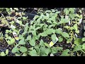 Chợ bán cây giống ở Mỹ (Seedlings market in USA )