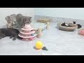 Try Not To Laugh Challenge😹🐕Funny and Cute CAT Videos Compilation 2024😹🐕