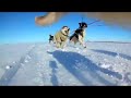 Dogsledding iceland