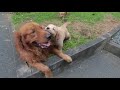 Mommy Golden Retriever Disciplining Her Pups. Big Brother Plays with them.