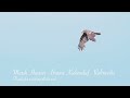 Marsh Harrier - Bruine Kiekendief - Rohrweihe in 240 fps slowmotion HD1080p