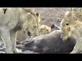 Lions Vs Buffalo: Battle At Marula | Epic Safari Showdown