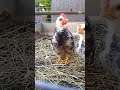 Baby Serama rooster crowing