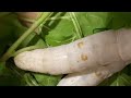 Silkworms gulping mulberry leaves before forming cocoons-5