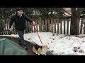 Corgi Dog Walking Life Hack