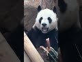 大虎子找笋笋【Panda：♂金虎Jin Hu】大连森林动物园#大熊猫 #panda