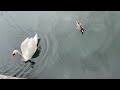 Swans and Ducks at Austrian Lake