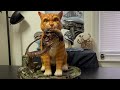 Custom 1:1 Scale The Hunter - Jonesy Cat Alien statue review - Golf Studio