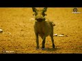 30 Terrifying Moments! Crazy Buffalo Uses Sharp Dirty Horn To Defeat The Lion King | Animal fight