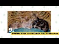 Sokoke Cats 101 : Fun Facts & Myths