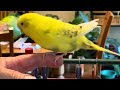 PARAKEET SLOW-MOTION IN-FLIGHT