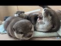 Mom Otter Worries About Her Babies Going To The Pool