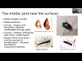 UK Pond Invertebrates