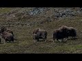 Musk ox