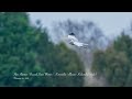 Hen Harrier | Busard Saint Martin | Kornweihe | Blauwe Kiekendief stills and slowmotion Feb 20, 2024