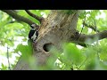 Great Spotted Woodpecker Pair and Chicks, Walthamstow Wetlands, London, UK, Slow Motion, May 2024