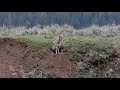 Coyote Den at YNP