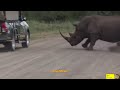 Angry Rhino Bull Charge Cars In Kruger National Park