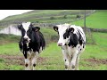Grass Fed Cows Pasture Raised Cows • Happy Cow Video