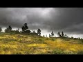 Enchanted Forest Rain: Drift to Sleep with Soothing Rainfall (2024) | Instant Relief from Insomnia
