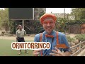 ¡Conoce estos animales increibles! | Blippi Español | Videos educativos para niños | Aprende y Juega