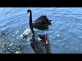 3 weeks old black swan cygnets find new home, November 6, 2023 四小天鹅离开爸妈去了新家