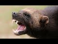 Damn Nature You Scary | Rare & Scary Animal Encounters 😱 #10