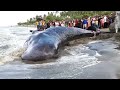 PERISTIWA LANGKA😱🐳 PULUHAN PAUS TERBESAR DI DUNIA TERDAMPAR, Whale VS Excavator😱