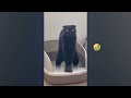 New Funny Animals 2023 😱 Funniest Cats and Dogs 😻😹 Part34