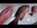 Fishing a LIVE! CROAKER 100' DEEP in the GULF for my DINNER! [Catch, Clean, Cook]