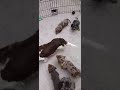 Miniature Dachshund Puppies - 6 Weeks - AKC - Long-haired Dapple