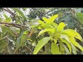 Mango tree in the village | Uttar pradesh | #mango