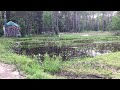 Frogs Singing at the “E” Dome Pond