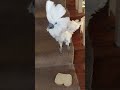 Abbie my Funny Cockatoo