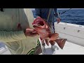 THIS FISH IS WORTH HUNDREDS OF DOLLARS!! (Commerical Grouper Fishing) |Gag Grouper|