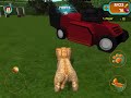 Cat Simulator 2015 final part (lost game?)